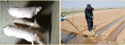 反常有解：母猪生的第一头和中间一头小猪为啥小？