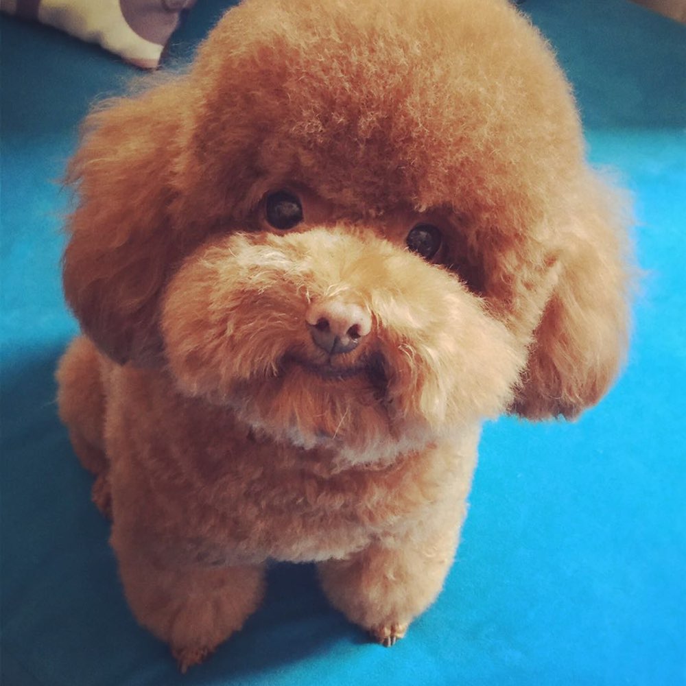 泰迪嘴超级臭怎么回事呀,我家泰迪嘴巴好臭怎么办