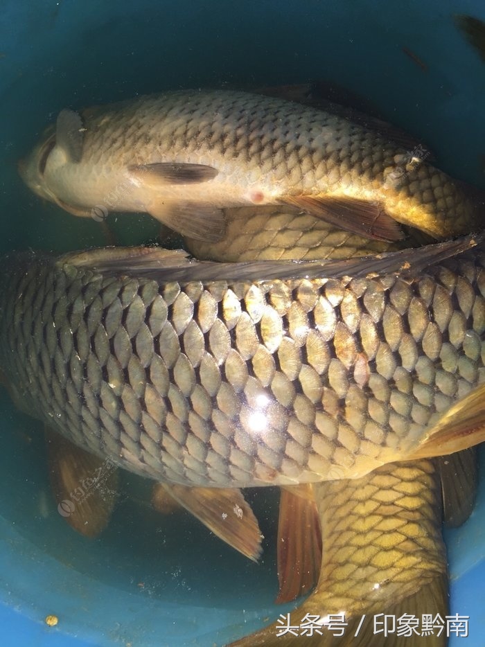 3.6米远投海竿最佳钓组实战,海竿远投钓组