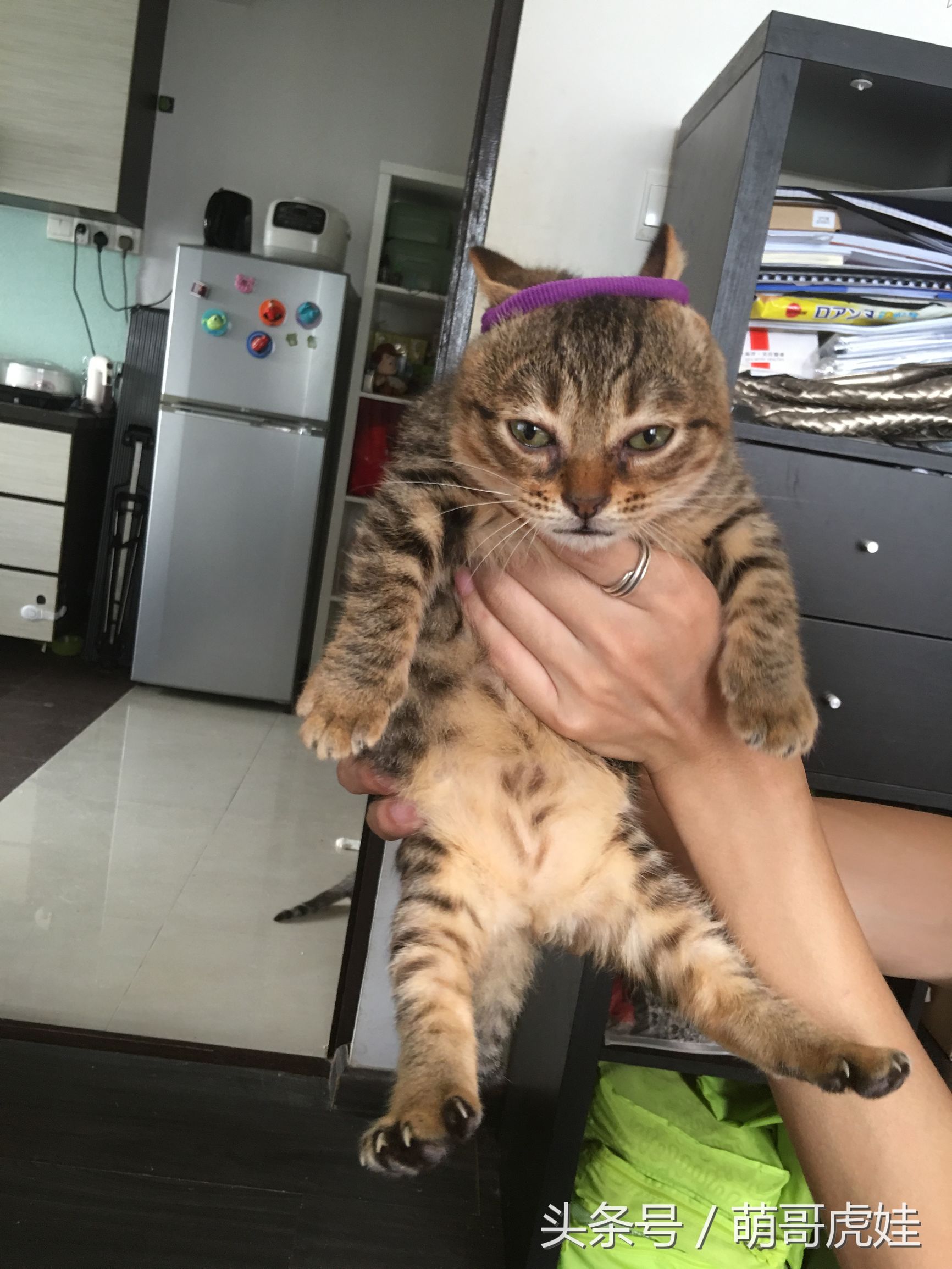 喵星人偷吃被主人发现这表情超赞,猫咪太胖铲屎官帮它减肥