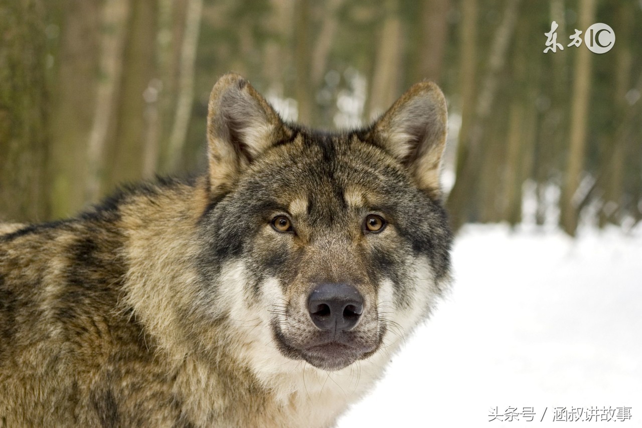 自封外号叫”一枪五百斤”的打猎英雄，这件事栽了跟头，当场丢人现眼