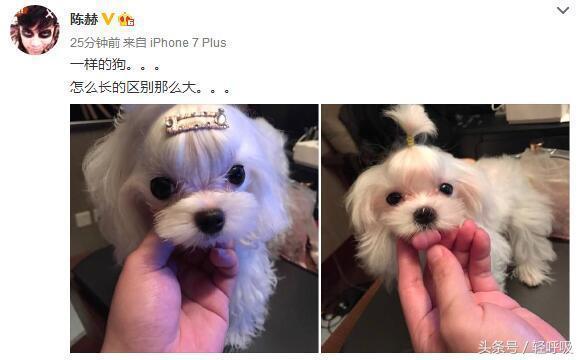 陈赫买豪华豪宅,陈赫住大豪宅