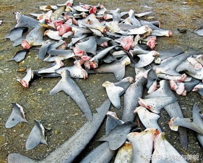 鱼翅解密丨你还以为酒店的鱼翅都是鲨鱼翅，tooyoung