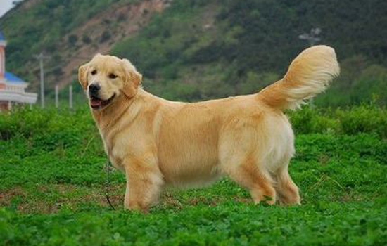 金毛最营养的犬粮配方,如何自制金毛幼犬粮