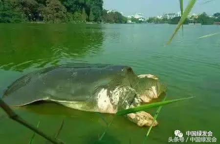 我和“僵尸物种”有个约会｜中国绿发会奖励5万元寻找中华斑鳖