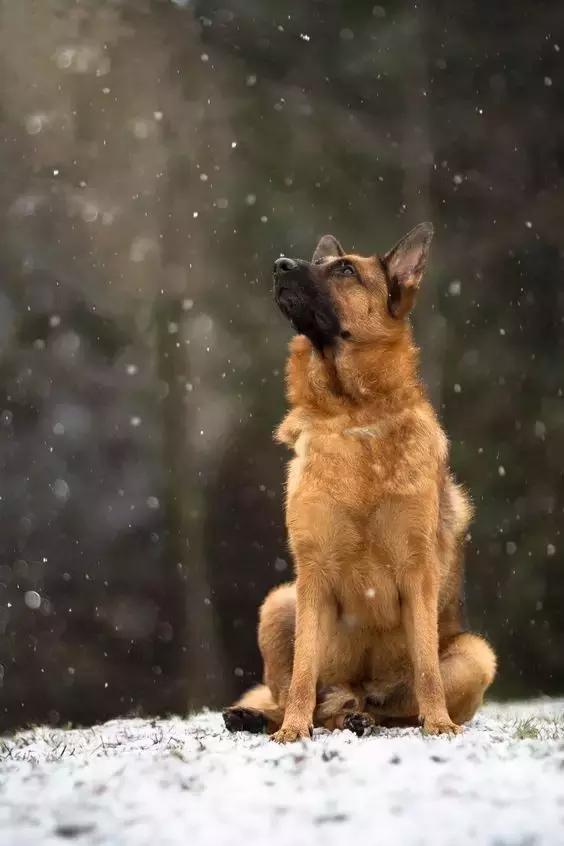 常见品种狗狗的优点和缺点分析,常见的狗狗品种大全