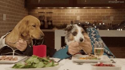 怎么自制比熊狗粮可以长期吃,怎么自制比熊狗粮简单方法