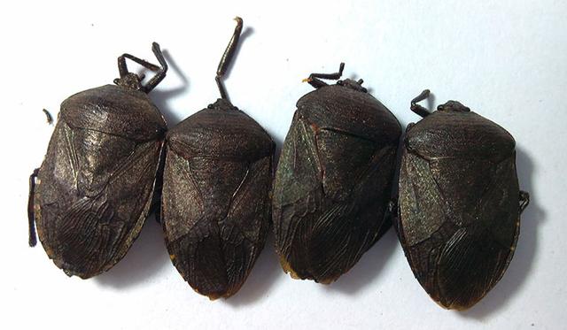 增强机体免疫力的药物有哪些,增强机体免疫力的草有什么