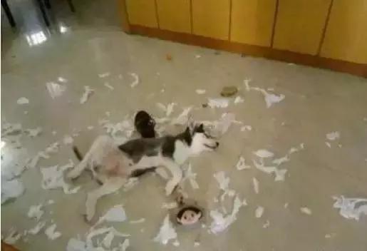 常见品种狗狗的优点和缺点分析,常见的狗狗品种大全