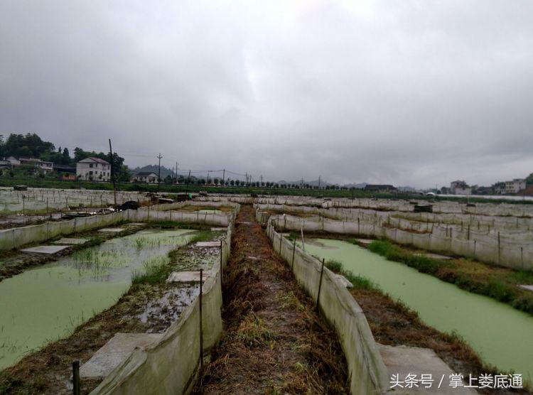 湖南郴州青蛙养殖,湖南青腾青蛙养殖