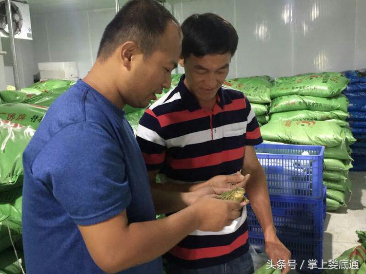 湖南郴州青蛙养殖,湖南青腾青蛙养殖