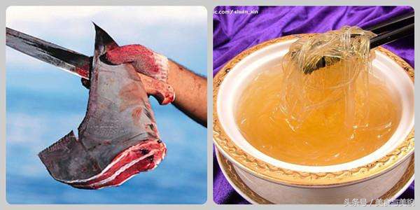 鱼翅解密丨你还以为酒店的鱼翅都是鲨鱼翅，tooyoung