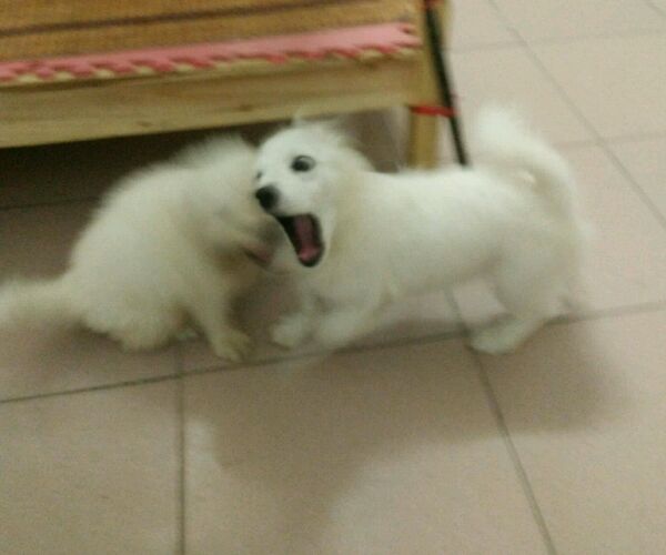 给博美犬怎样自制没有泪痕的狗粮,小博美幼犬自制狗粮