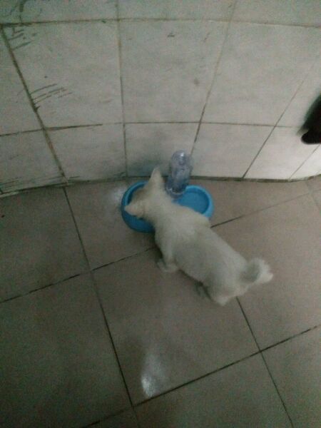 给博美犬怎样自制没有泪痕的狗粮,小博美幼犬自制狗粮