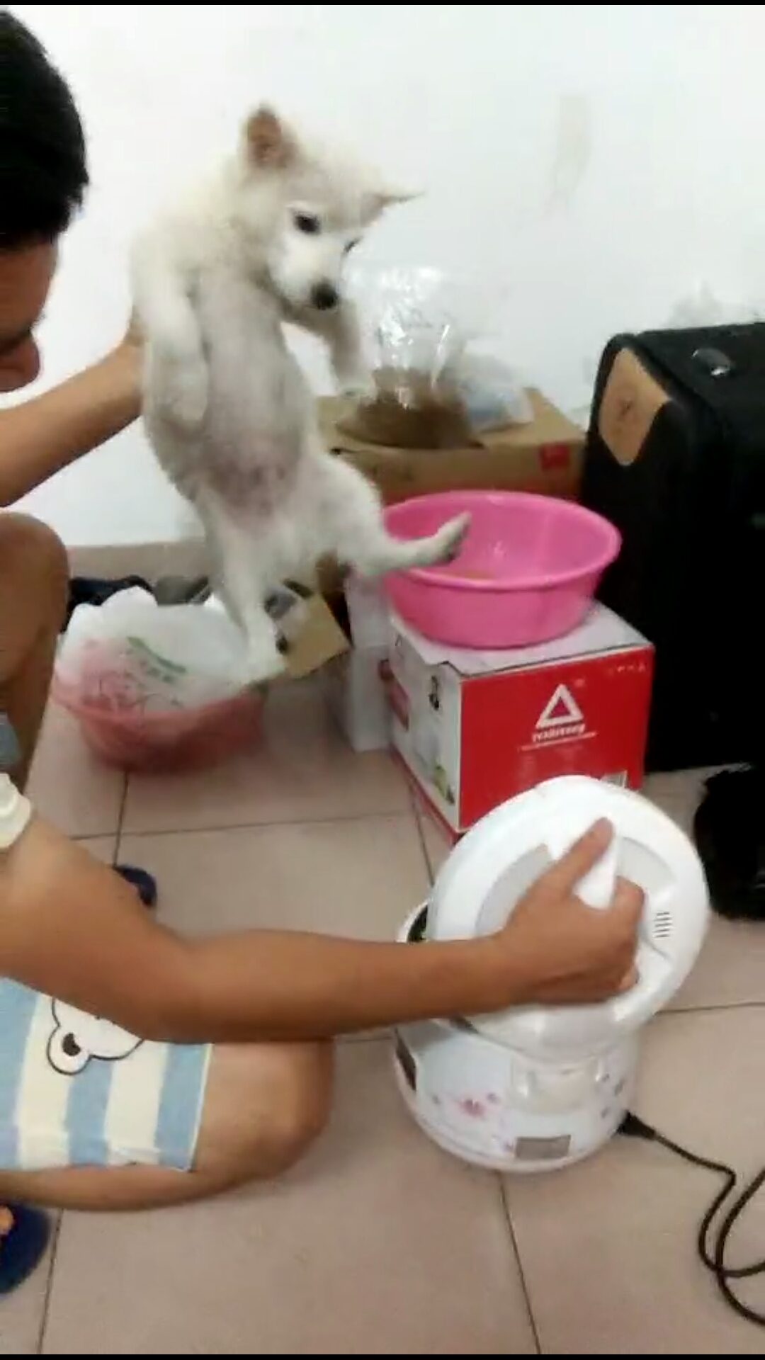 给博美犬怎样自制没有泪痕的狗粮,小博美幼犬自制狗粮