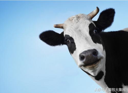 美国牛肉返华之后是什么牛奶、鸡肉、猪肉甚至连大米也要来国内农民准备好了吗？