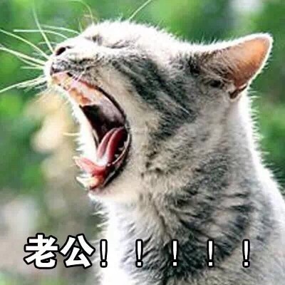 表情包：喊老公专用表情包，微信QQ聊天专用，给女生的福利哦