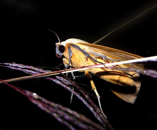 这种新型涂料，让手机屏幕和“诡异的反光”说再见