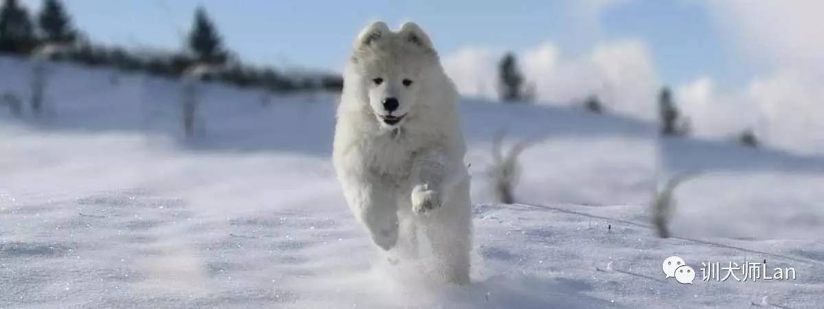 最好看的萨摩耶犬,萨摩耶犬是世界上最漂亮的犬吗