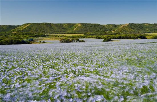 亚麻籽有什么秘密,小小的亚麻籽