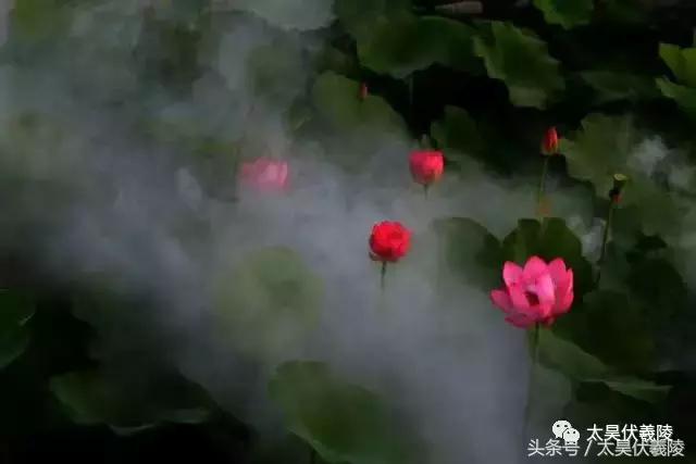 淮阳万亩荷花华丽盛放，让摄影师告诉您，荷花到底有多美！