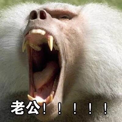 表情包：喊老公专用表情包，微信QQ聊天专用，给女生的福利哦