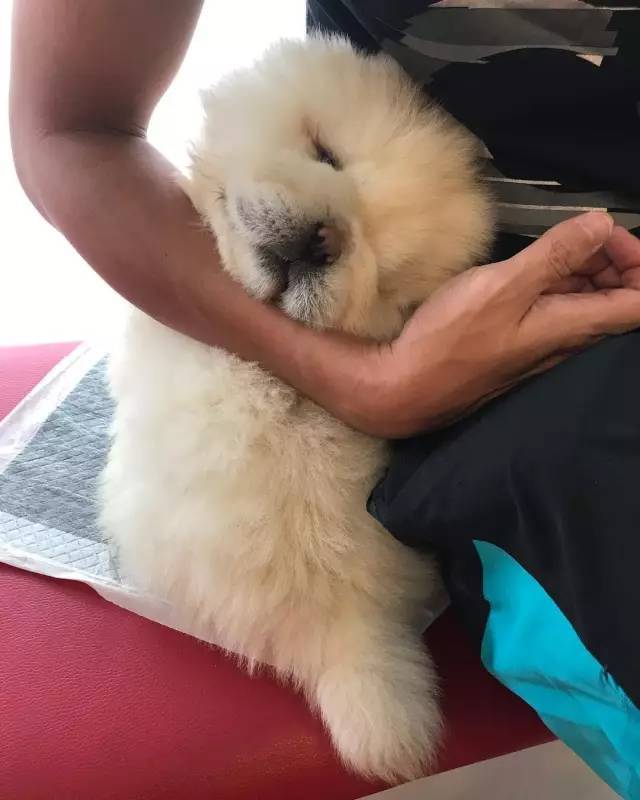 黑色肉球松狮视频,肉球松狮小短腿