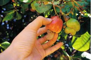 新疆阿克苏主要盛产什么干果,中国盛产的干果有哪些