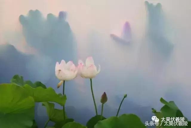 淮阳万亩荷花华丽盛放，让摄影师告诉您，荷花到底有多美！