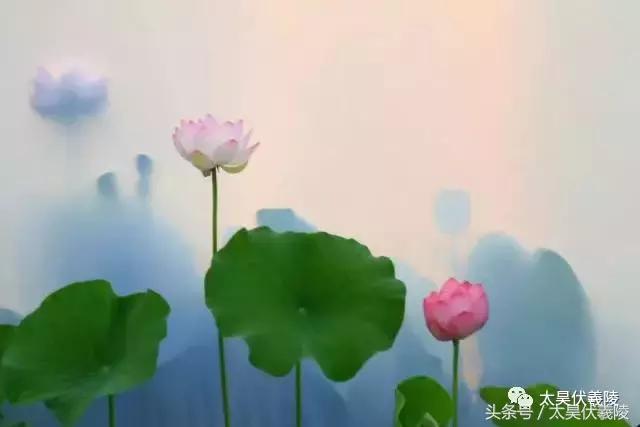 淮阳万亩荷花华丽盛放，让摄影师告诉您，荷花到底有多美！