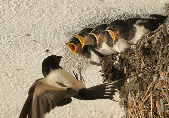 燕子筑巢对风水有影响吗,燕子筑巢与风水忌讳有哪些