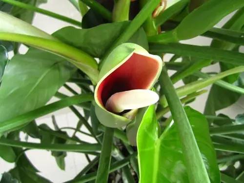 经常别误以为是绿萝的几种植物，以为绿萝开花的都被骗了