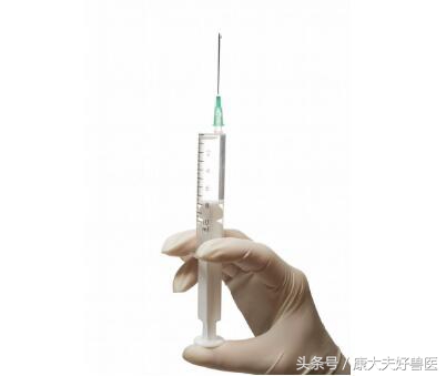 母猪接产容易犯的三个错误,母猪生产时可能出现的情况及应对