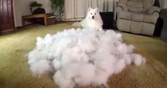 常见品种狗狗的优点和缺点分析,常见的狗狗品种大全