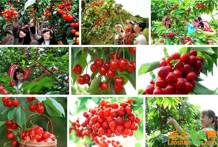 青岛崂山区旅游攻略免费游海岸线,崂山旅游渔村攻略图文解说