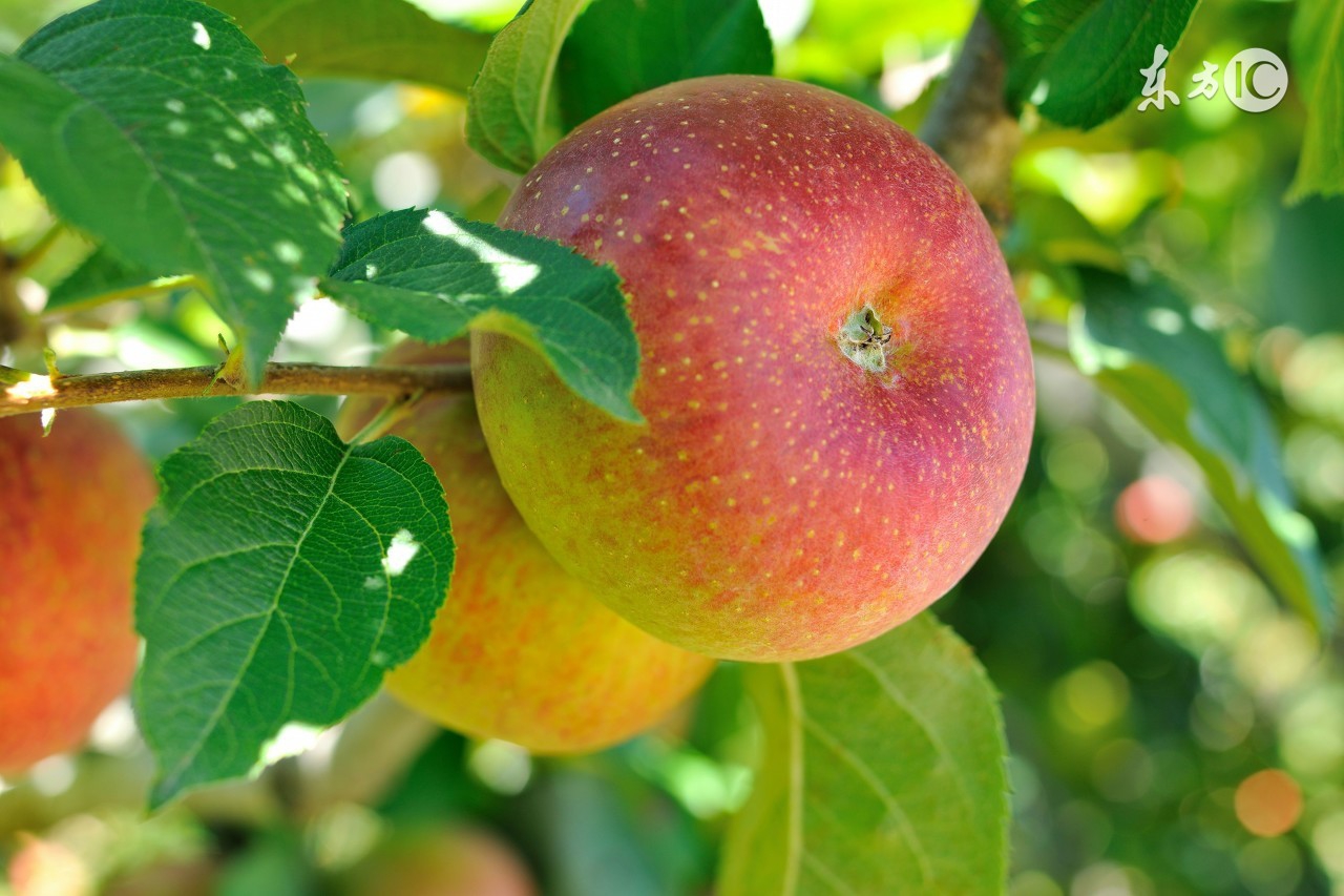 去黄美白的妙招视频,去黄美白最有效的方法脸上