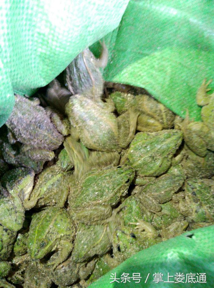 湖南郴州青蛙养殖,湖南青腾青蛙养殖