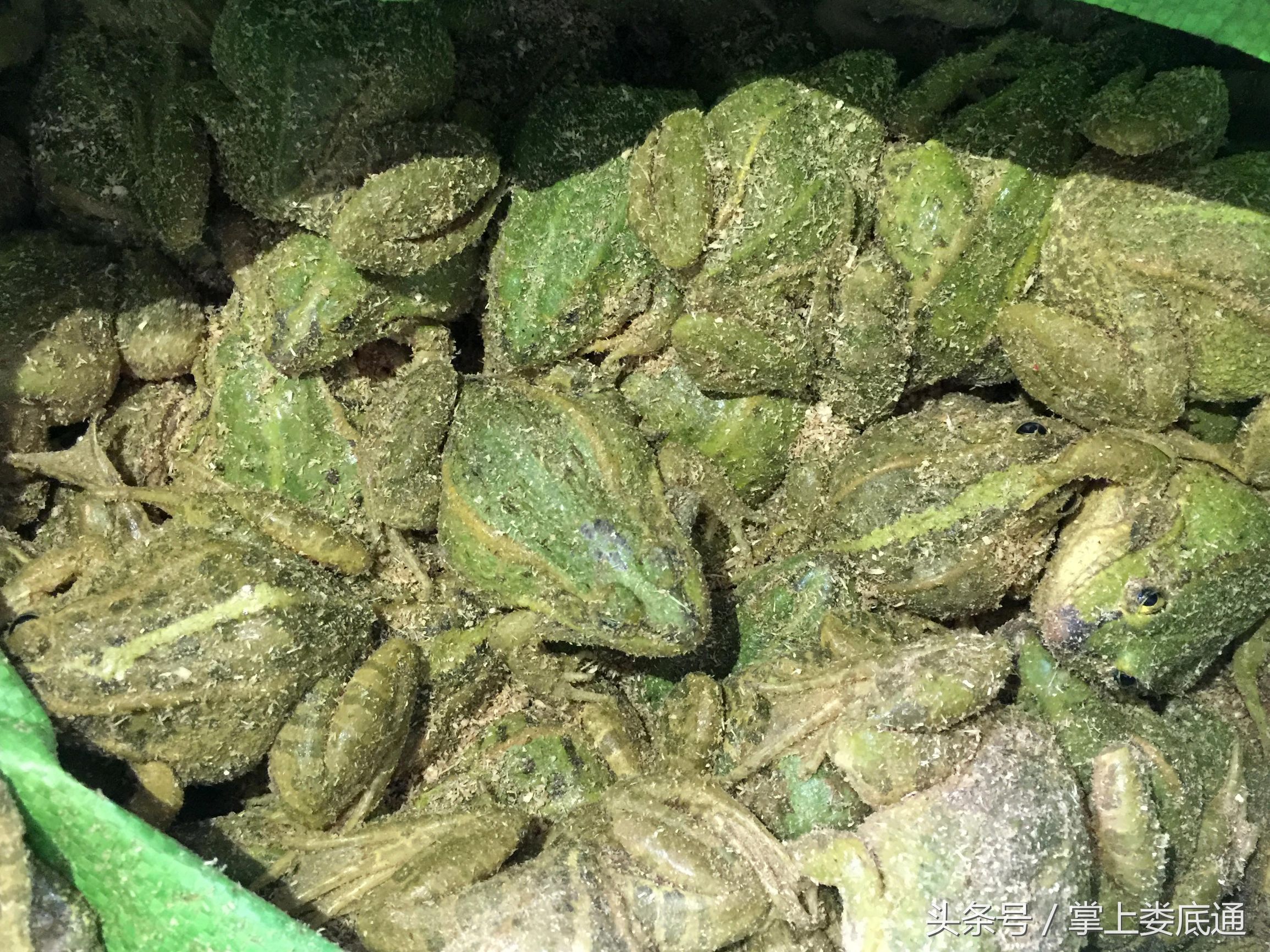 湖南郴州青蛙养殖,湖南青腾青蛙养殖