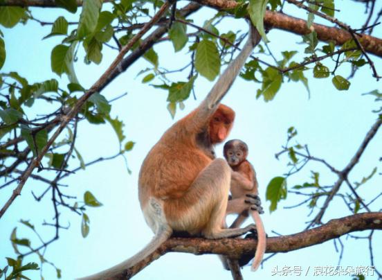 被二货哄去沙巴，我的入坑之旅浪花朵朵