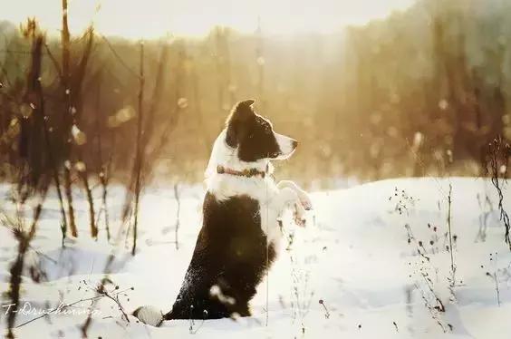 常见品种狗狗的优点和缺点分析,常见的狗狗品种大全