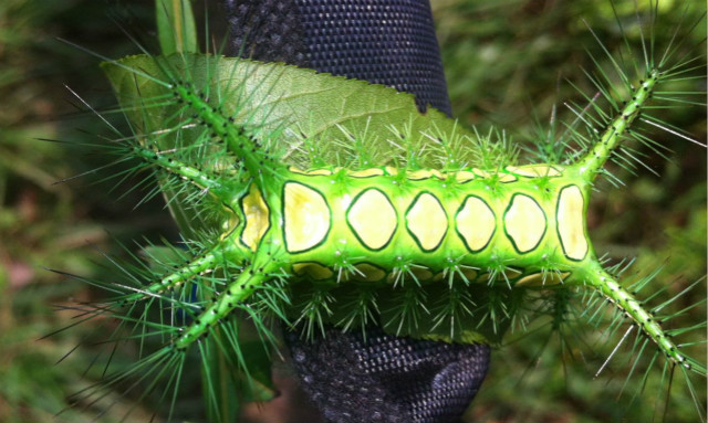 有毒毛虫蜇人怎么解毒,毒虫蛰了痛疼难忍怎么办