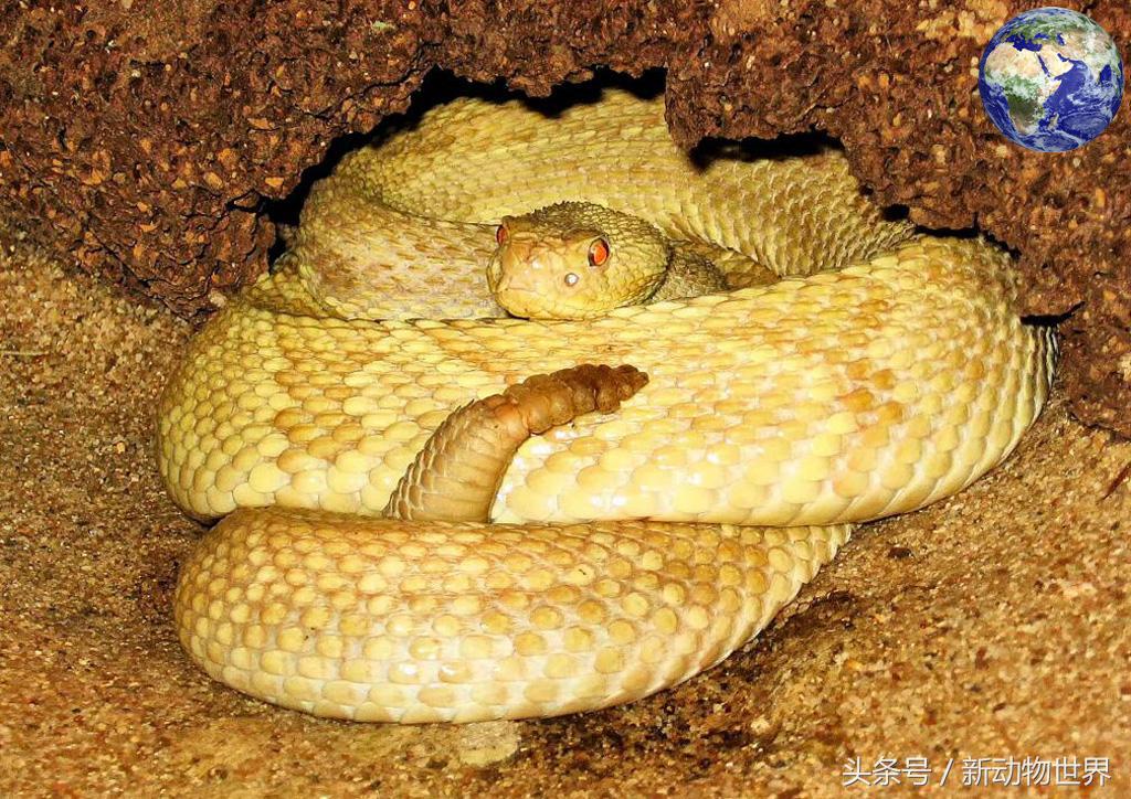 世界上有几种蛇会飞,世界上有多少种蛇消失了