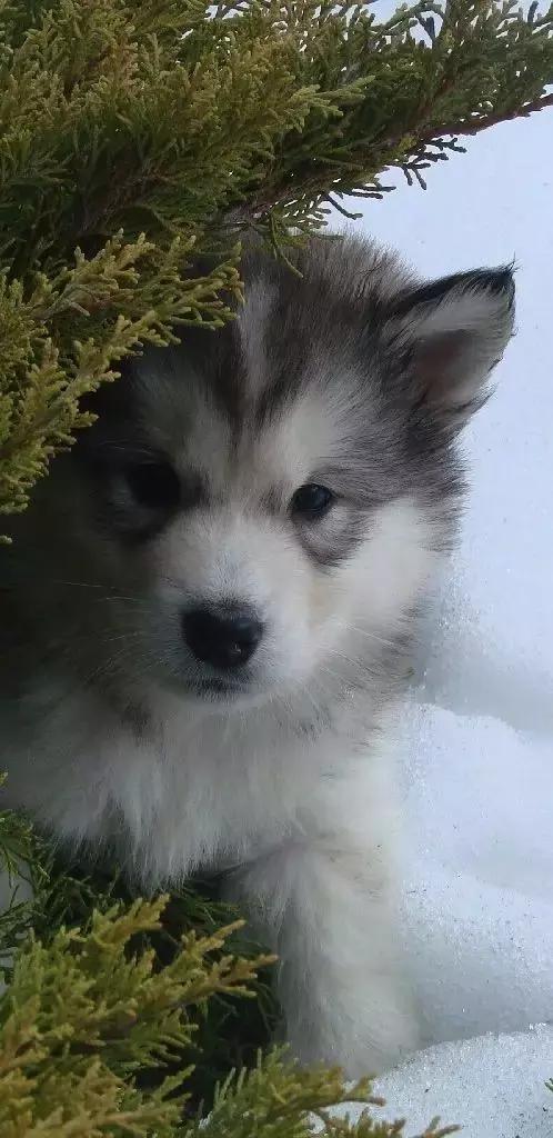 常见品种狗狗的优点和缺点分析,常见的狗狗品种大全