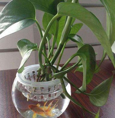 水养绿萝可以放金鱼需要喂食吗,金鱼和绿萝一起养会影响水质吗