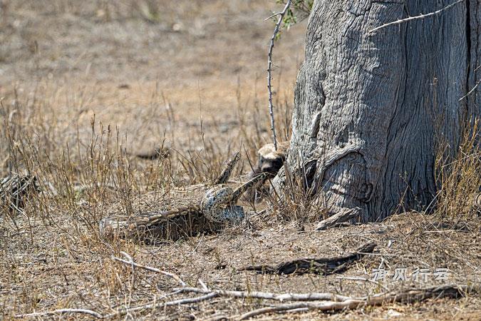 四米巨蟒遭遇平头哥，不到三分钟战斗结束！