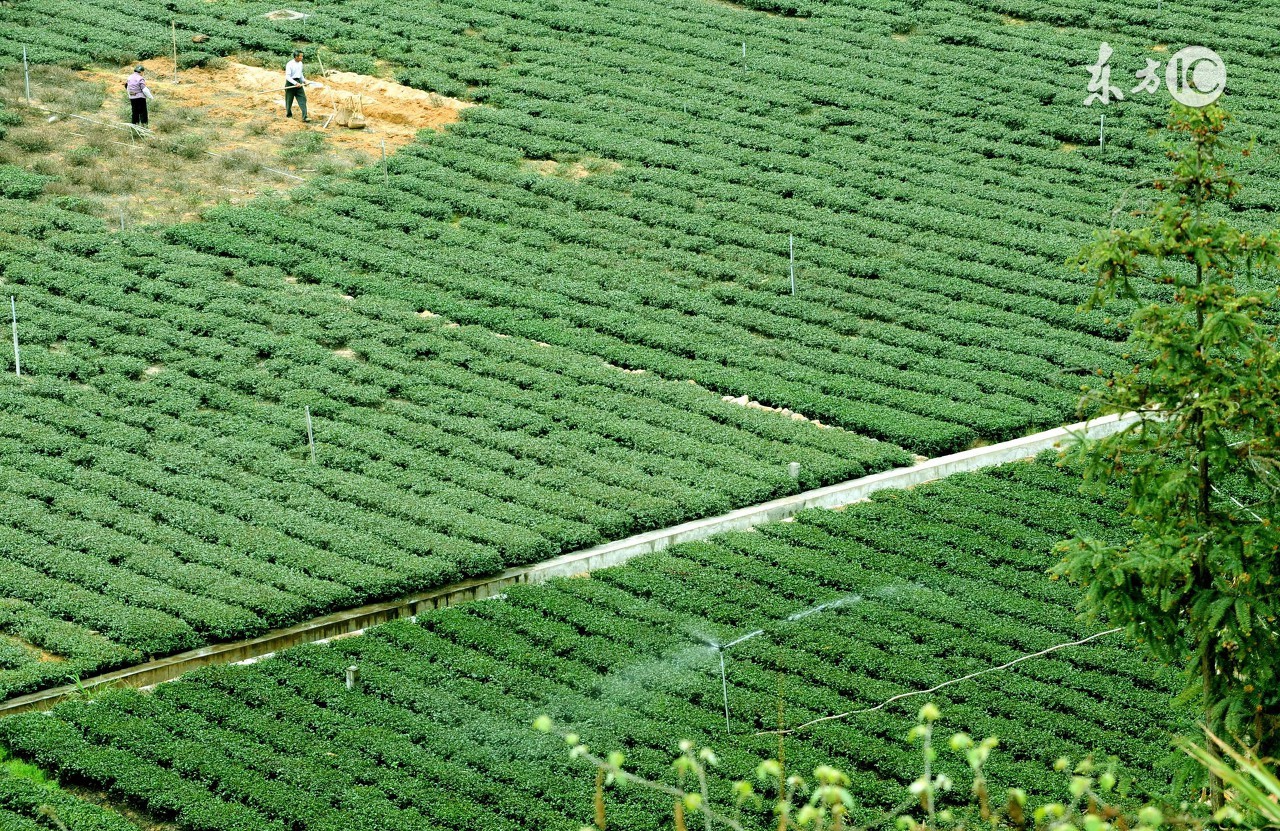 铁观音为什么要安溪的才最正宗,安溪铁观音是属于福建的吗
