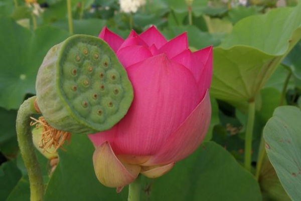 娣槼鑽疯姳鑺傚叕浜よ溅骞挎挱,娣槼鑽疯姳鑺傚幓鍝噷鍧愯埞