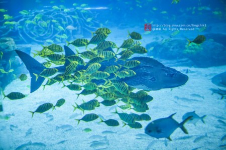 珠海长隆海洋王国游玩攻略一日游,珠海长隆海洋世界游玩攻略