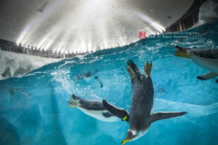 珠海长隆海洋王国游玩攻略一日游,珠海长隆海洋世界游玩攻略