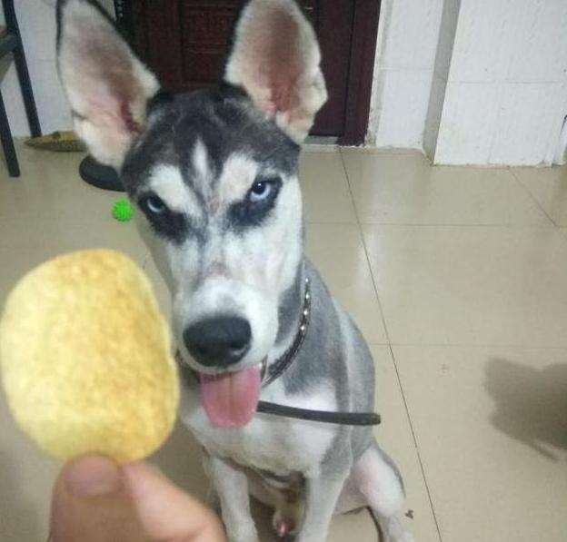 哈士奇被宠主冷落,哈士奇吐槽二哈
